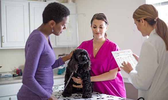 Exam room with female veterinarian holding iPad and female technician and owner holding black dog.