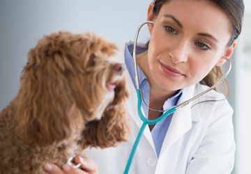Veterinarian examining curly-haired brown dog
