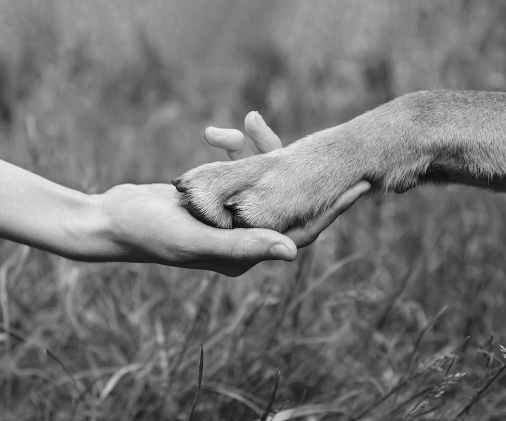 IDEXX 360 - Veterinary Equipment Financing - IDEXX US