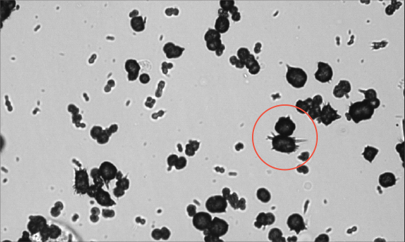 Urinalysis image for a dog named Peggy