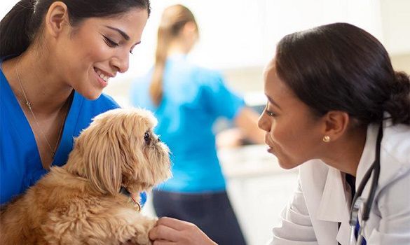 veterinarian meeting small brown dog held by technician.