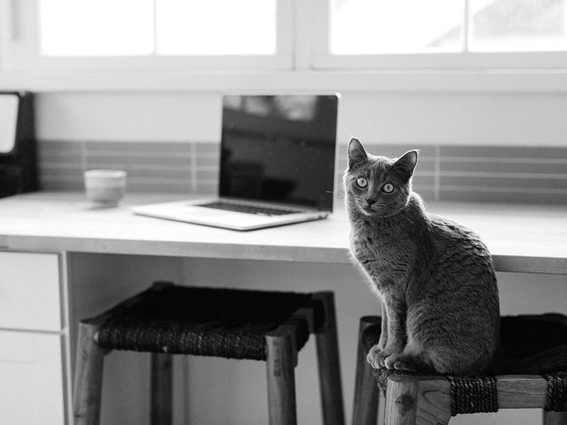 Cat wondering how to use computer.