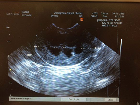 bilateral renal ultrasound for feline