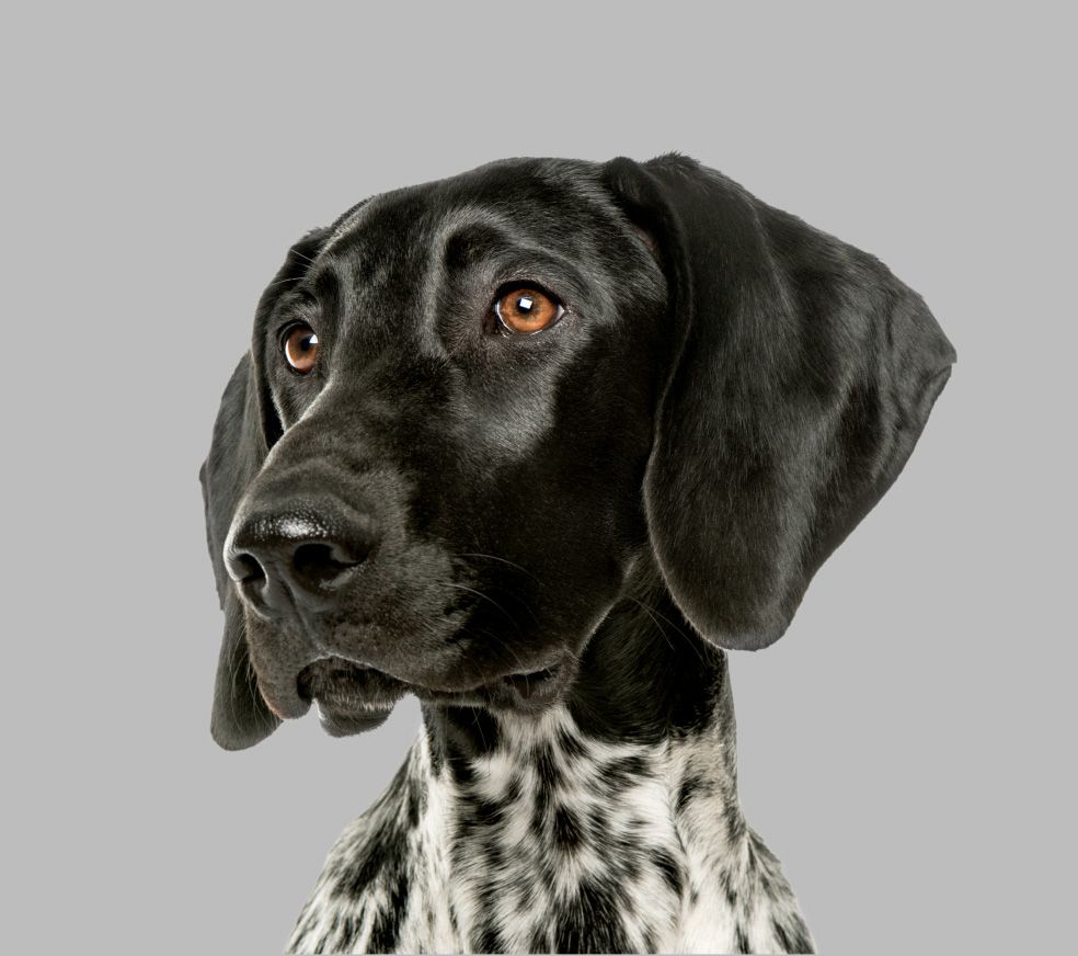 A black-and white spotted dog with a black head and brown eyes looks to the side.