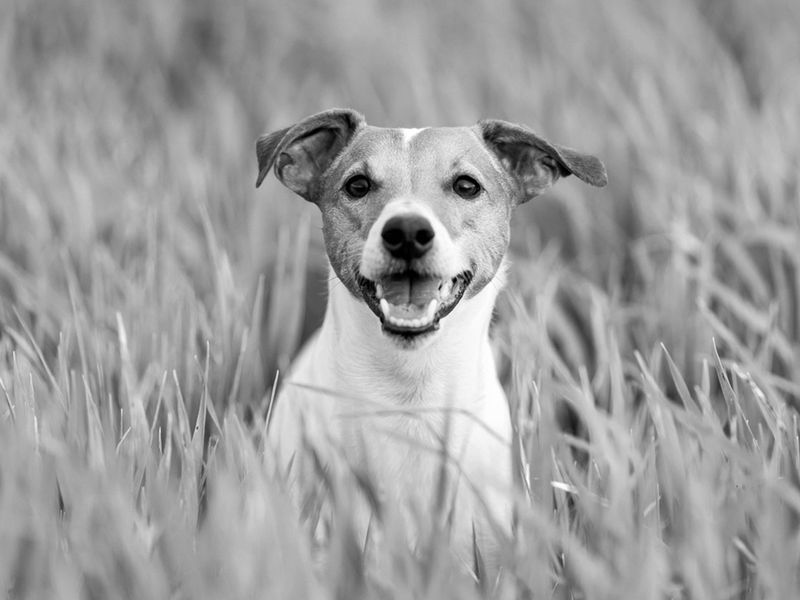 Jack Russell Terrier sitting in grass looking at camera.