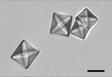 Urine sediment large calcium oxalate dihydrate crystals on a slide