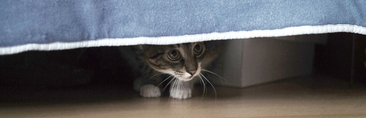 Cat peeking out from under the bed.
