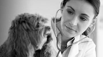 Female vet examining curly brown dog with stethoscope.