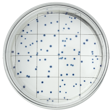 Bright blue colonies on IDEXX EasyDisc plate grid