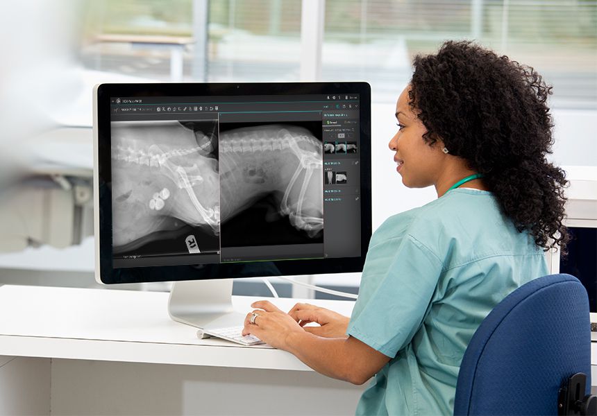Veterinary technician looking at x-rays on IDEXX Web PACS