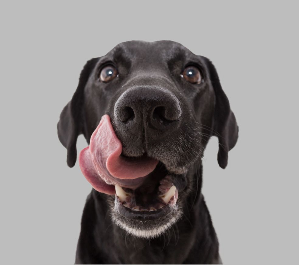 A large black dog sticking its tongue out while licking its face.
