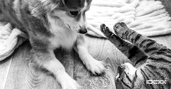 A dog and a cat look at each other while playing.