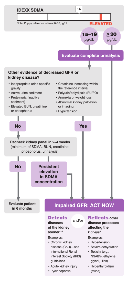 Treatment for high discount creatinine levels in dogs