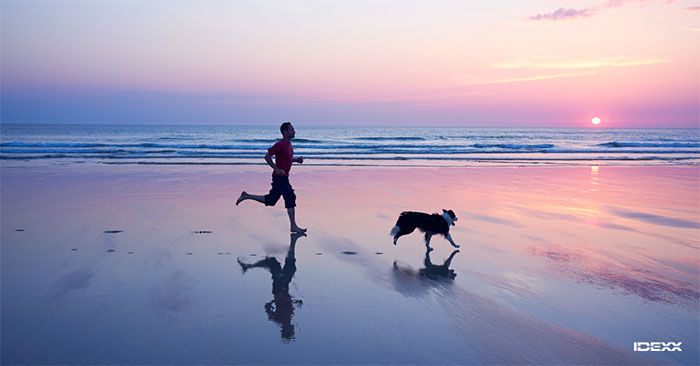 A person and a dog run along a beach.