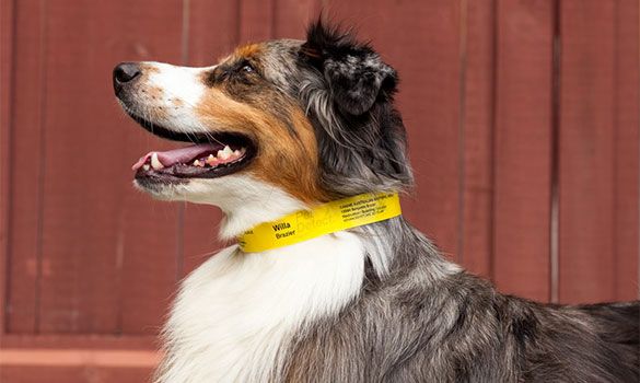 a dog wearing a PetDetect Pet ID Collar