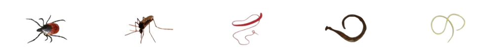 Tick, mosquito, and worm parasites.