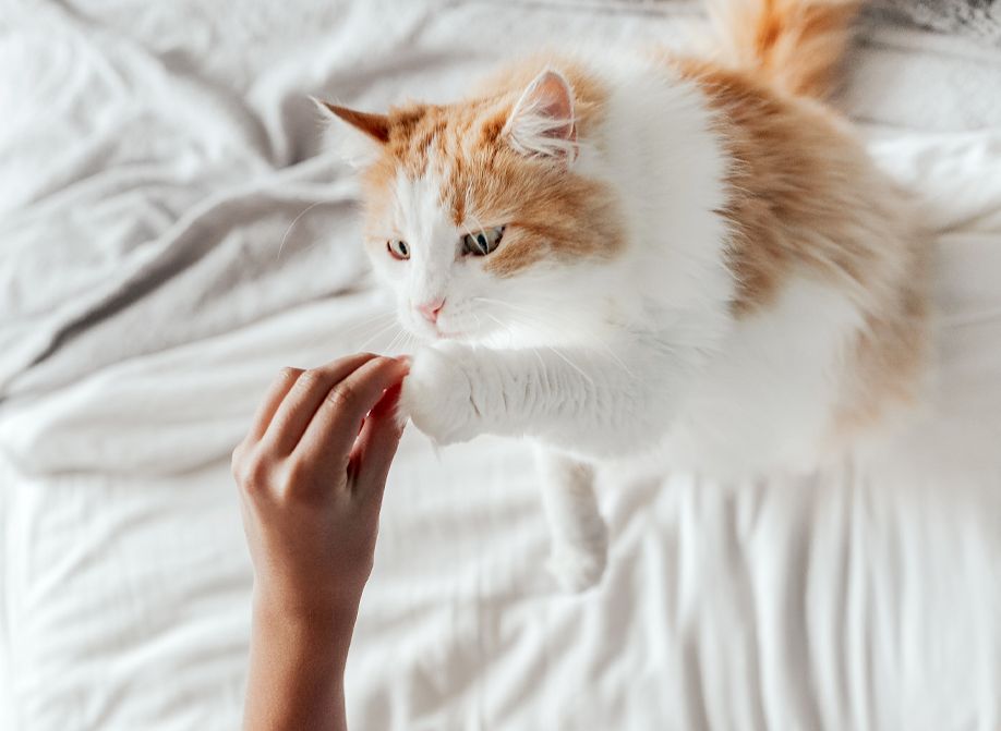Orange and white cat extending a paw to its owner.