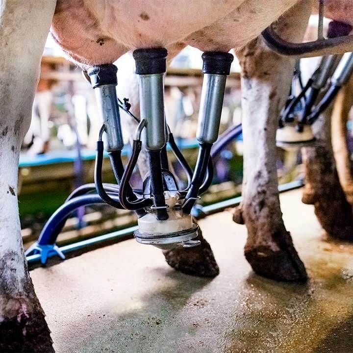 Cow udder with milking machine.