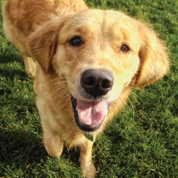 Happy golden retriever close up