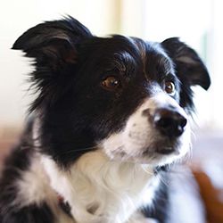 One-year-old Collie Cross