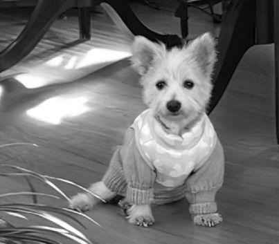 A sitting spitz-terrier dog wearing a sweater.