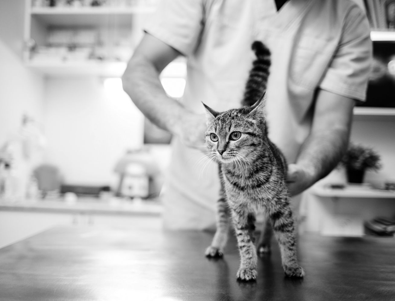 Technician holding cat on exam table, black and white.