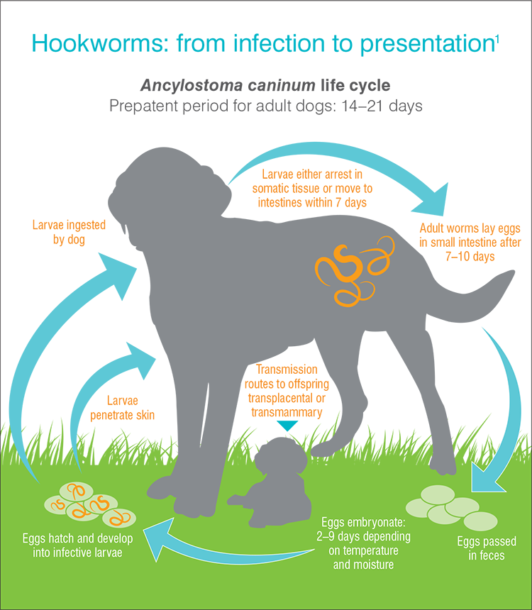 Diagram of the lifecycle of hookworm from infection to presentation