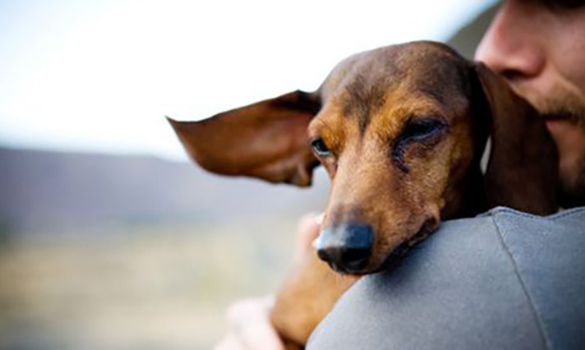 Man hugging smooth dachshund