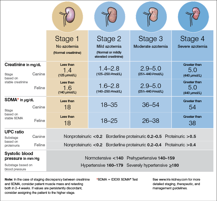 Stage of kidney disease infographic for Bess case study