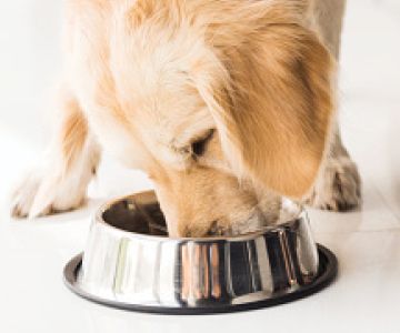 Golden retriever eats food out of metal bowl
