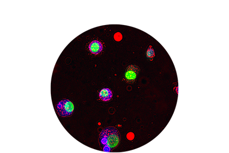 Graphic of FNA cells.
