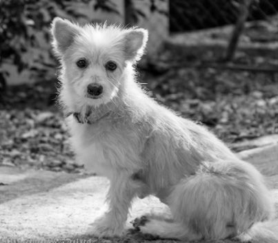 A sitting spitz-terrier dog.