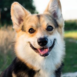 Happy Corgi looking at camera in grassy field