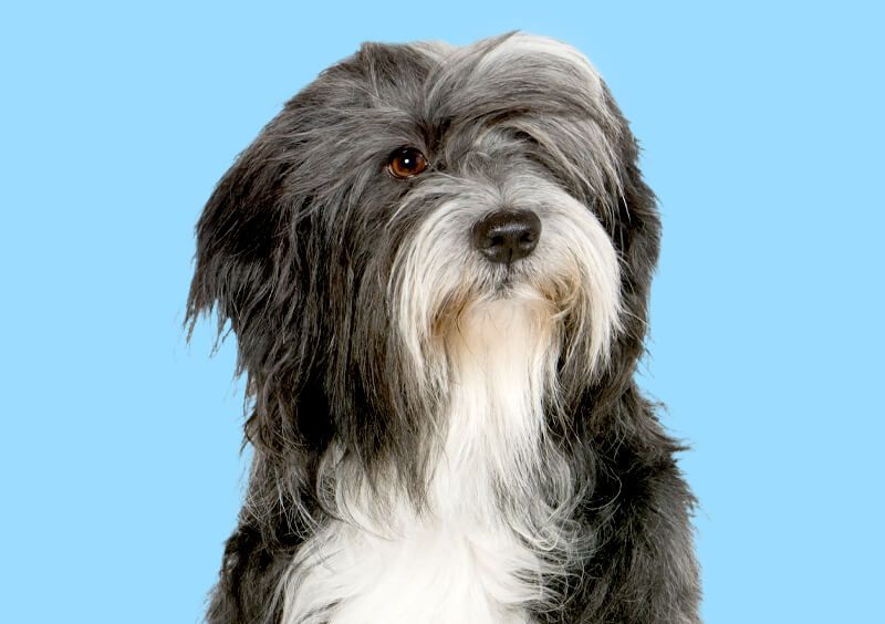 Shaggy black and white dog on light blue background.