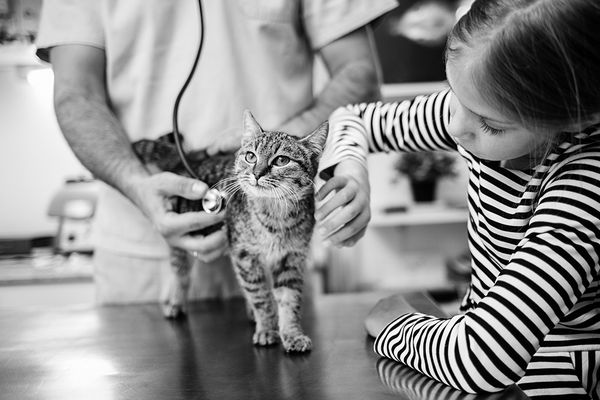 Girl with cat at veterinarian.