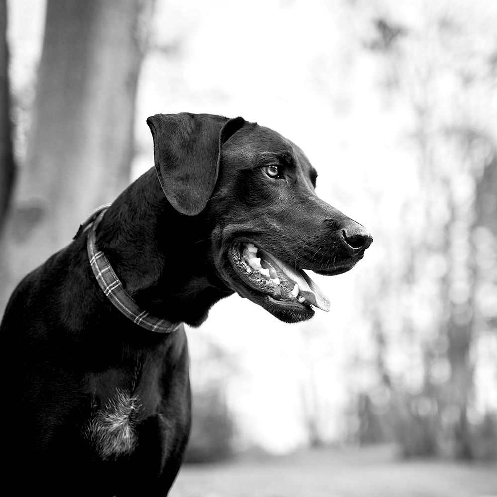 A black Labrador Retriever sitting and looking to one side.