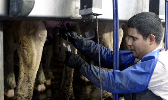 Rexford Farms farmer collecting a milk sample from a cow