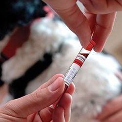 Hand holding test tube of blood in front of dog