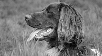Setter-type dog sitting in tall grass.