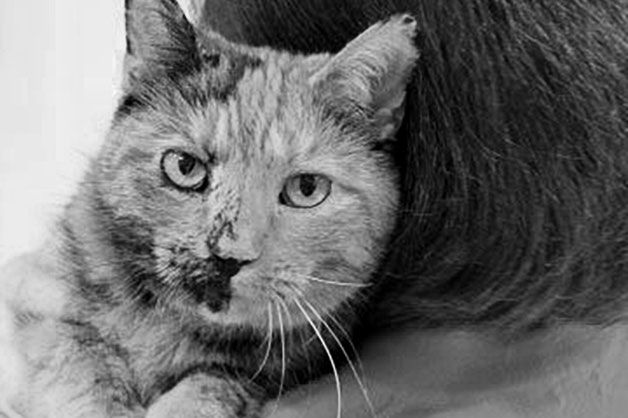 Tortoiseshell cat looking over person's shoulder.