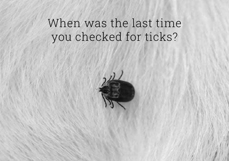 Tick on white fur with caption "When was the last time you checked for ticks?"