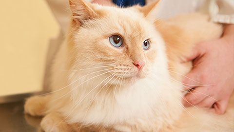 Fluffy blond cat with blue eyes.