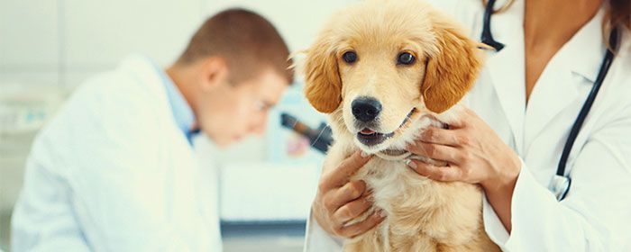 A veterinarian holds a young dog during an examination.