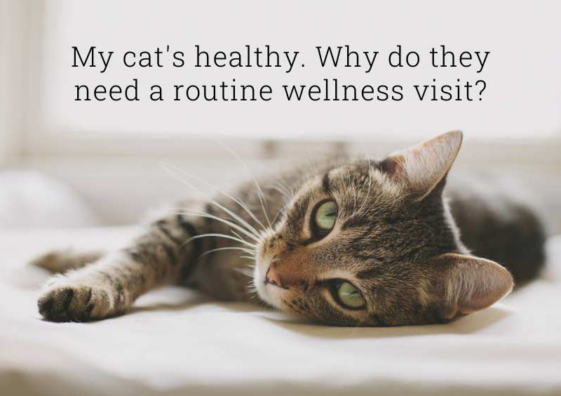 Cat lying on bed with caption "My cat's healthy. Why do they need a routine wellness visit?"