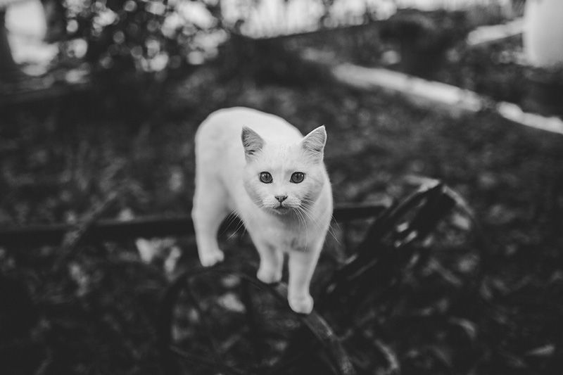 White cat walking.