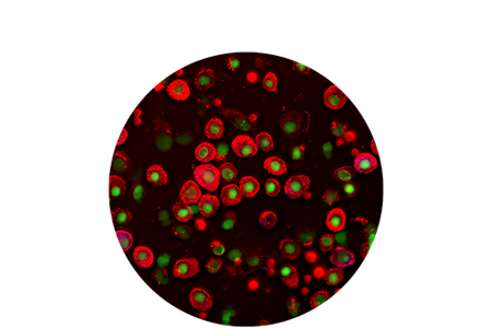Graphic of FNA cells.