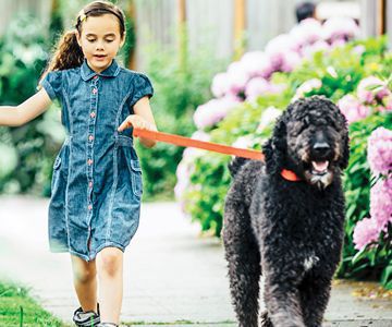 Girl walks poodle mix on lease