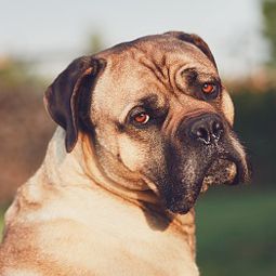 Grumpy Boxer dog looking at camera