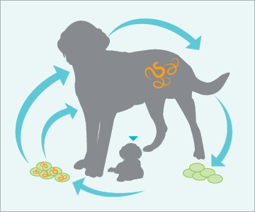 Diagram of the flow of parasitic infections between dogs