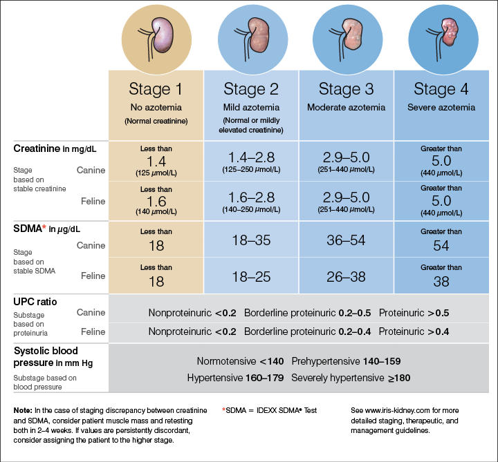 Stage of kidney disease infographic for Jimmy case study